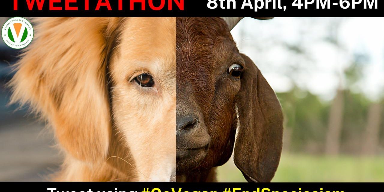 VIM tweetstorm – #govegan #endspeciesism